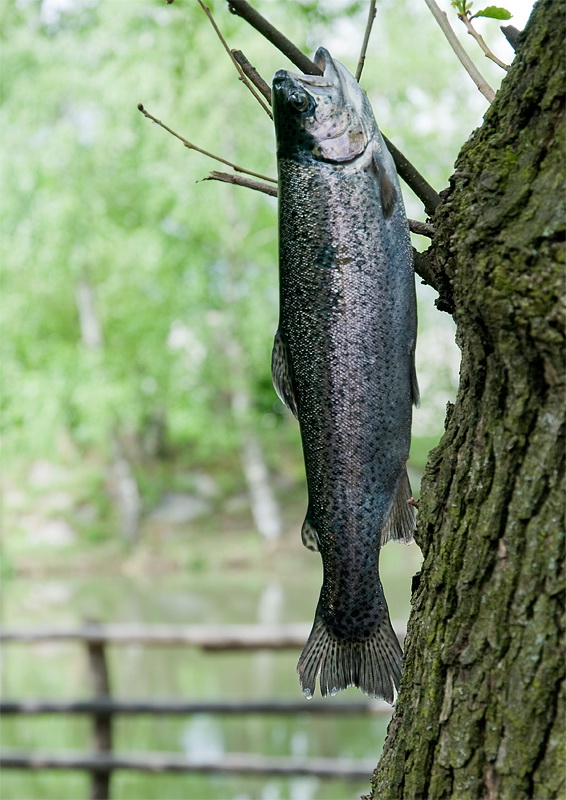 Südtirol D35_4334 als Smart-Objekt-1 Kopie.jpg - Am Abend bei einem Spaziergang am See wunderten wir uns über diesen Fisch im Baum. Der Angler war zuerst gar nicht sichtbar. 
